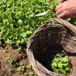 organic garden