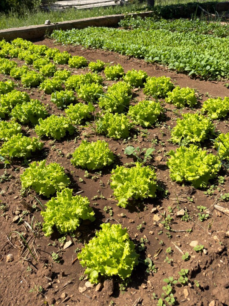 organic garden