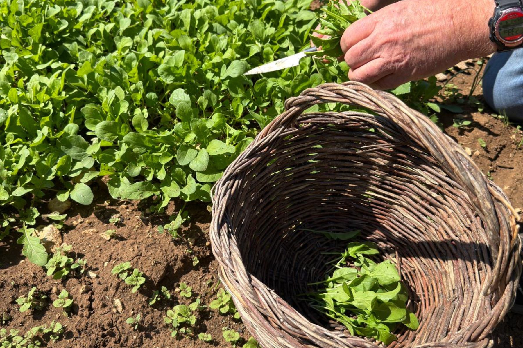 Our organic garden: the part of the restaurant guests don’t expect